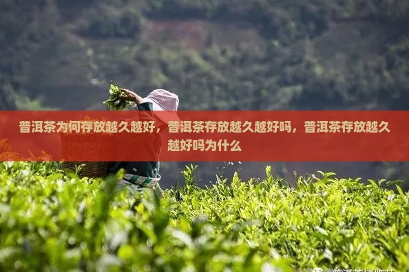 普洱茶为何存放越久越好