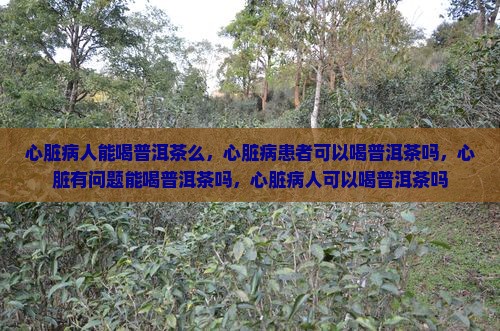 心脏病人能喝普洱茶么