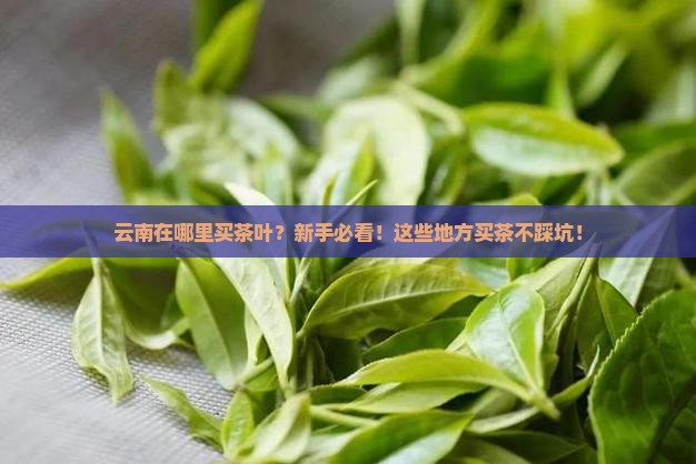 云南在哪里买茶叶