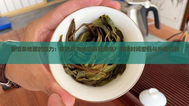 普洱茶购买藏的魅力