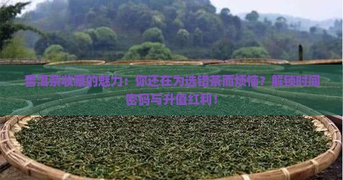 普洱茶购买藏的魅力