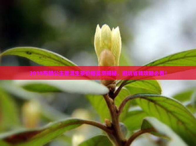 2018布朗公主普洱茶生茶价格