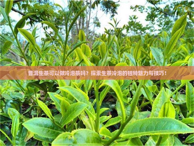 普洱生茶可以做冷泡茶吗