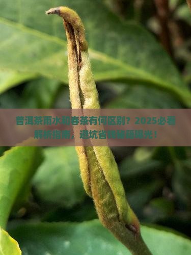 普洱茶雨水和春茶的区别