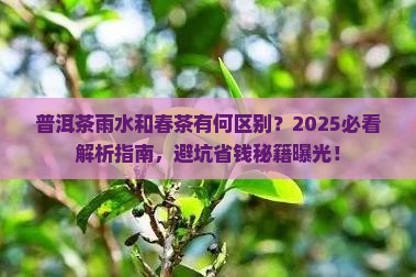 普洱茶雨水和春茶的区别