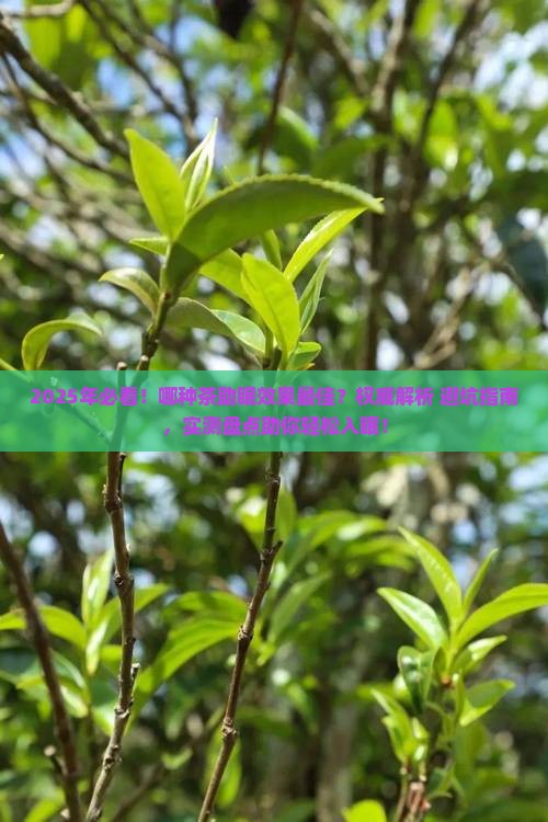 什么茶能有助于睡眠