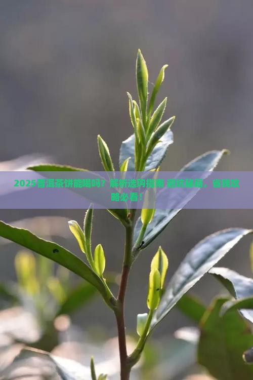 普洱茶饼能喝么