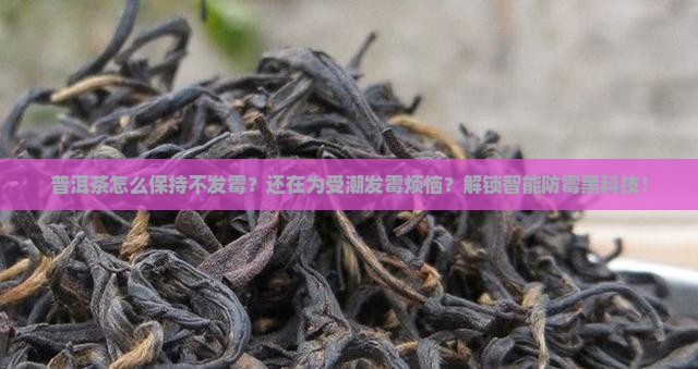 普洱茶怎么保持不发霉