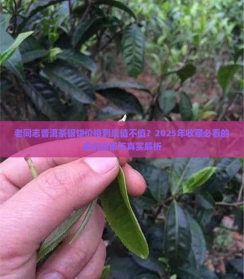 老同志普洱茶银饼价格