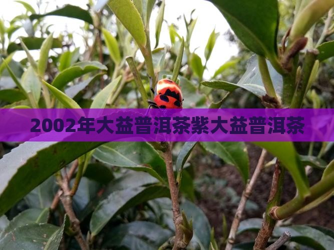 2002紫大益普洱茶
