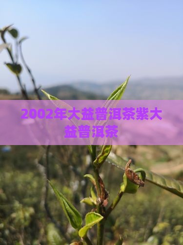 2002紫大益普洱茶