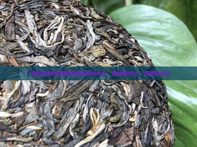 一种白色的东西用来泡茶的