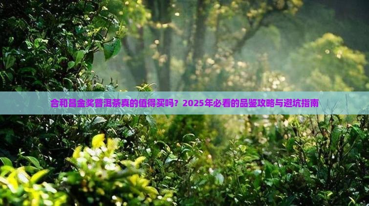 合和昌金奖普洱茶