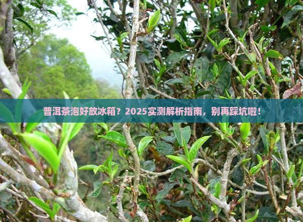 普洱茶泡水后能放冰箱吗