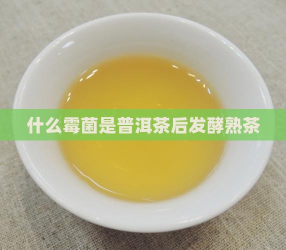 什么霉菌是普洱茶后发酵