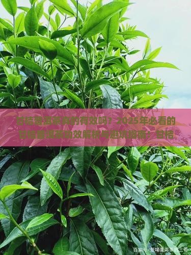 甘桔普洱茶的功效和作用