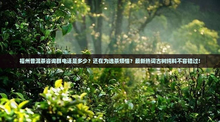 福州普洱茶咨询群电话