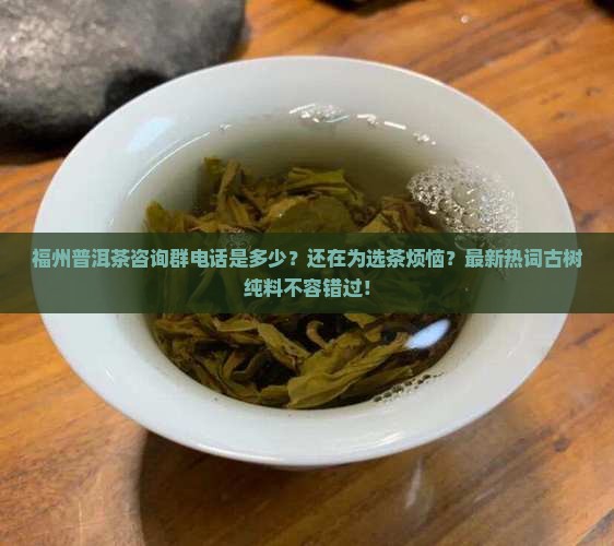 福州普洱茶咨询群电话