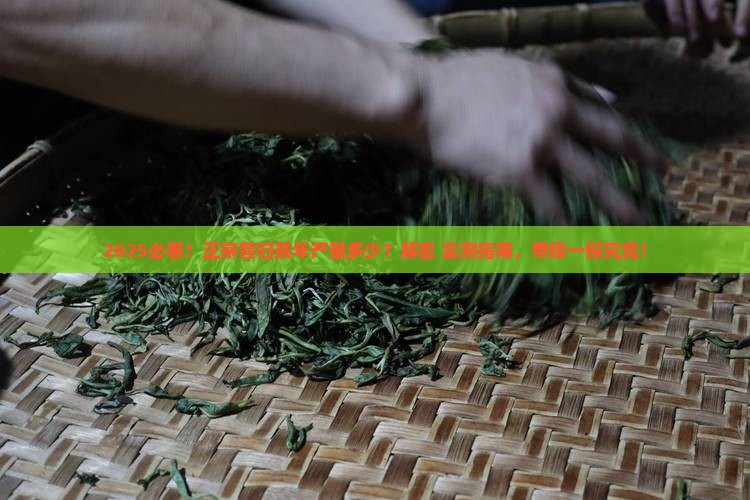 正宗昔归茶年产量多少