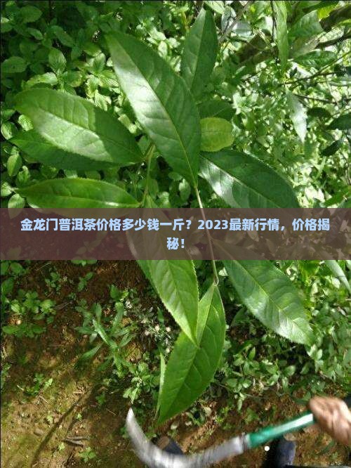 金龙门普洱茶价格多少钱一斤