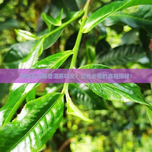 肾结石能喝普洱茶吗女