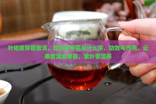 叶佑紫芽苞普洱