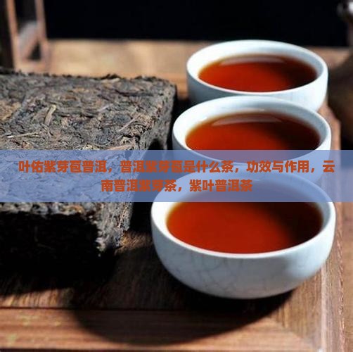 叶佑紫芽苞普洱
