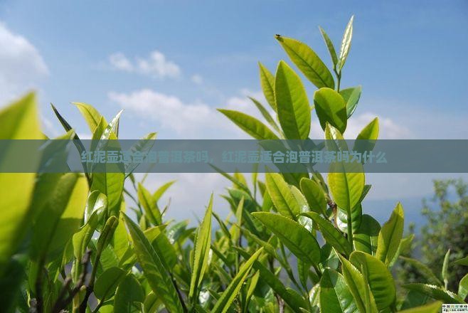 红泥壶适合泡普洱茶吗