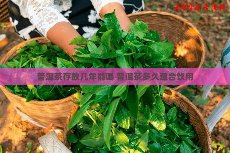 普洱茶储存盒存茶多久能喝