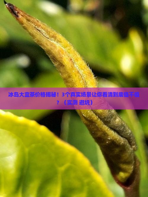 冰岛大盒茶的价格