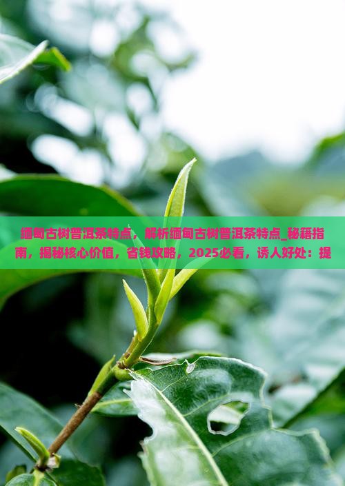缅甸古树普洱茶特点