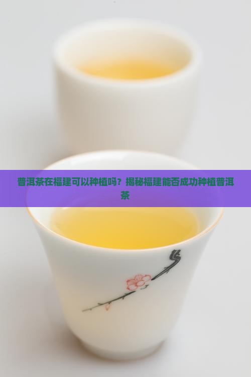普洱茶在福建可以种植吗