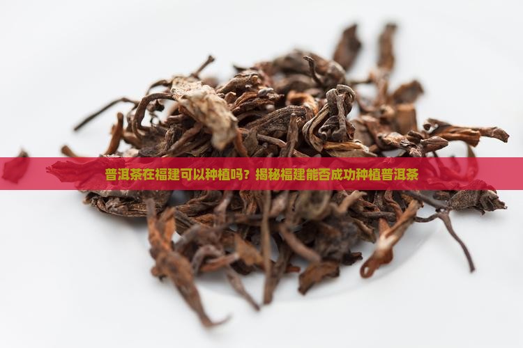 普洱茶在福建可以种植吗