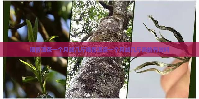 喝普洱茶一个月减几斤