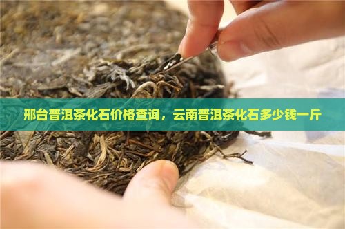 邢台普洱茶化石