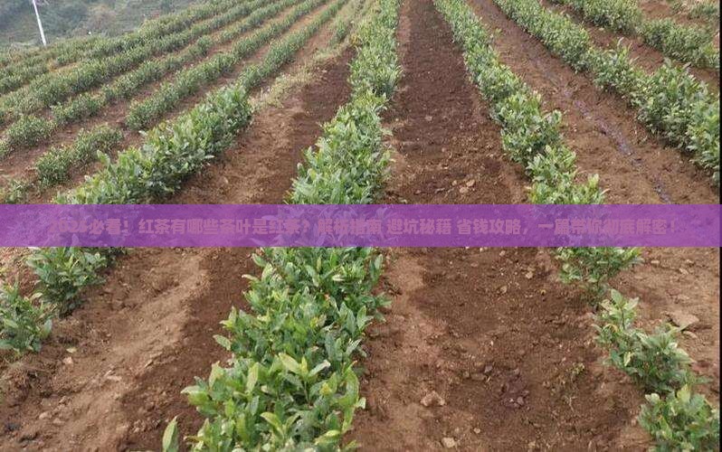红茶有哪些茶叶是红茶