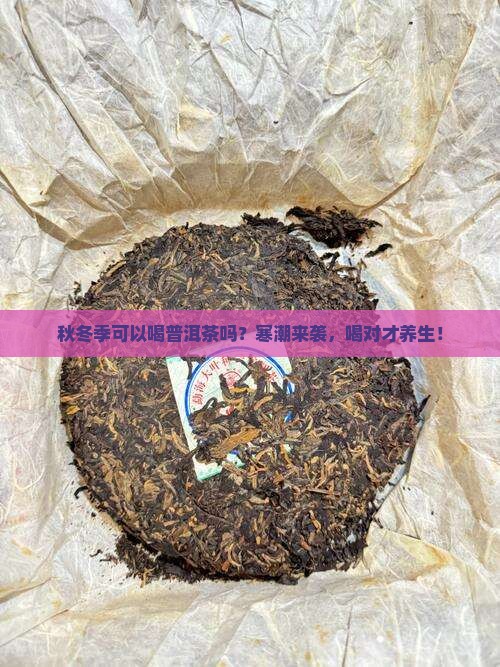 秋冬季可以喝普洱茶吗