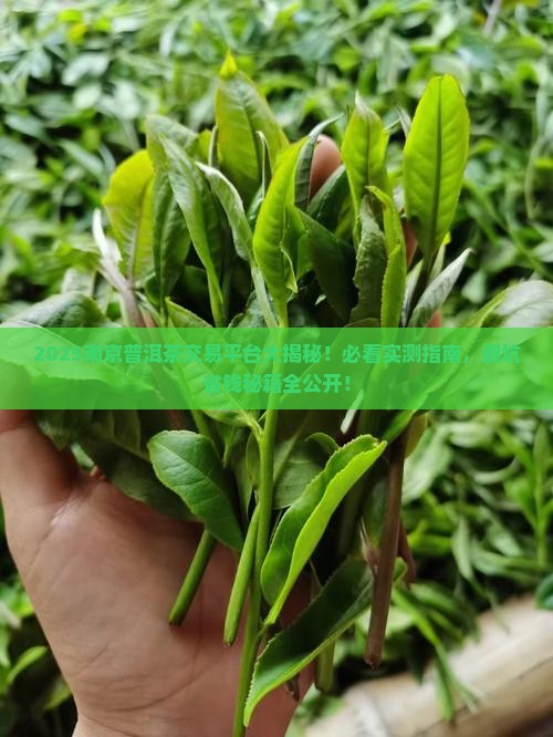 南京普洱茶交易平台有哪些