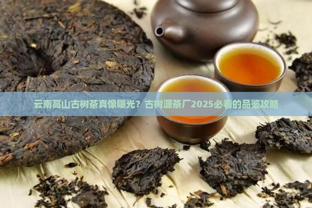 云南高山古树茶古树源茶厂