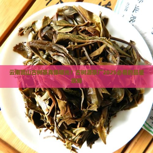 云南高山古树茶古树源茶厂