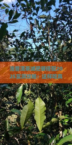 泡普洱茶减肥餐搭配
