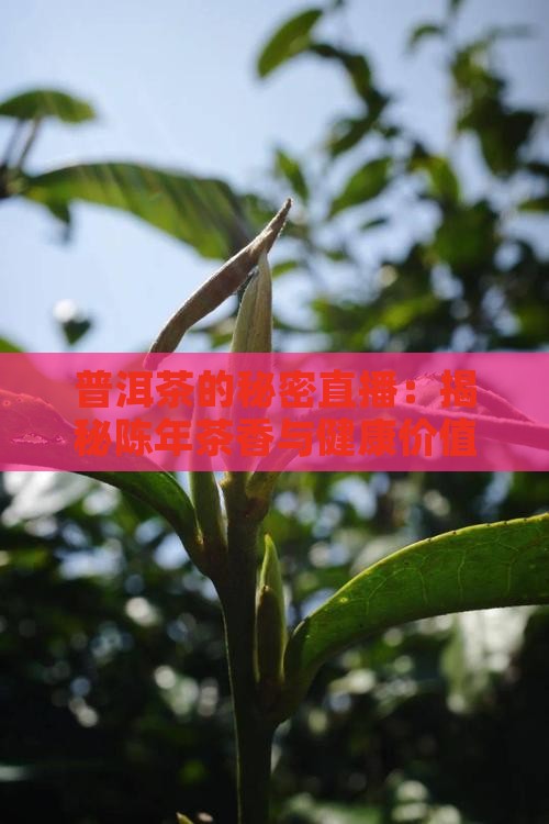 普洱茶的秘密直播