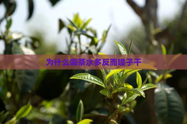 为什么喝茶水多反而嗓子干
