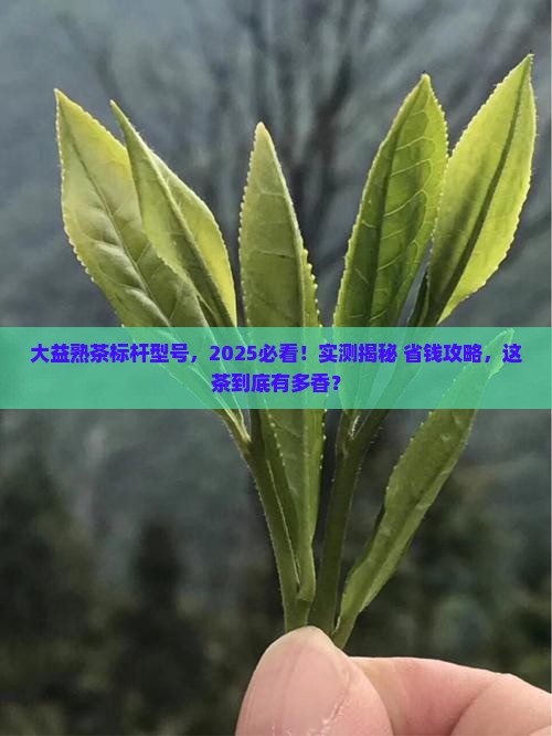 大益熟茶标杆型号