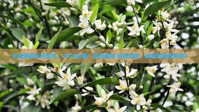 大益熟茶标杆型号
