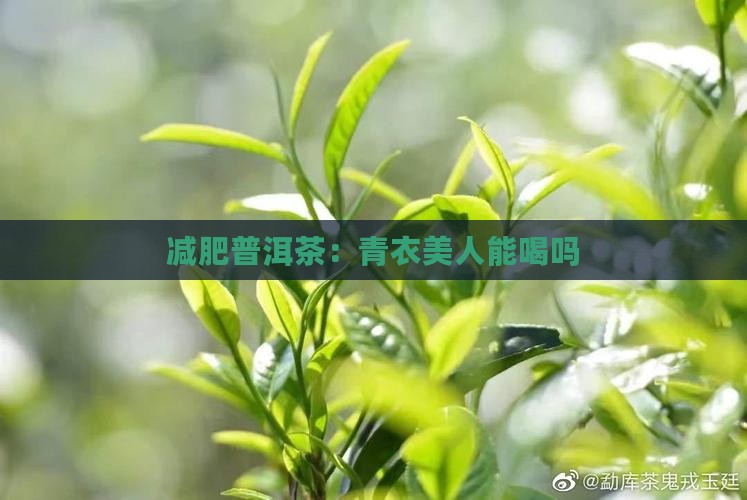 青衣美人普洱茶减肥能喝吗
