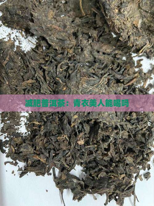 青衣美人普洱茶减肥能喝吗