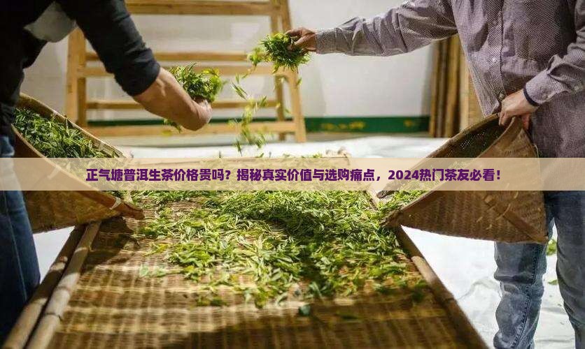 正气塘普洱生茶价格