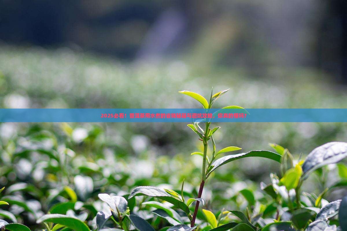 普洱茶得用水煮吗