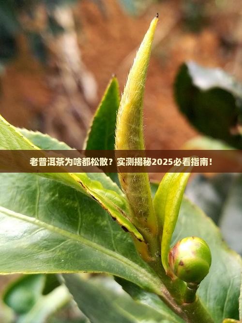老普洱茶都松散吗